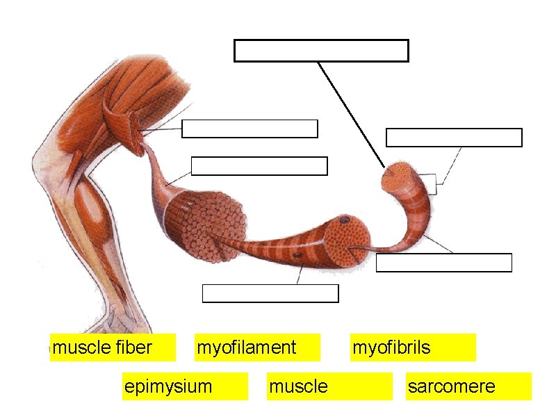 muscle fiber myofilament epimysium muscle myofibrils sarcomere 