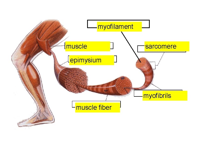myofilament muscle sarcomere epimysium myofibrils muscle fiber 