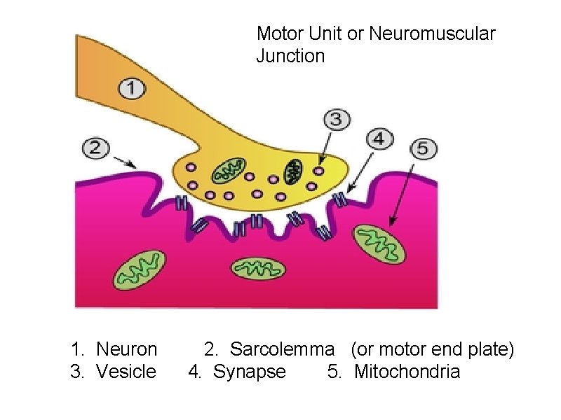 Motor Unit or Neuromuscular Junction 1. Neuron 2. Sarcolemma (or motor end plate) 3.