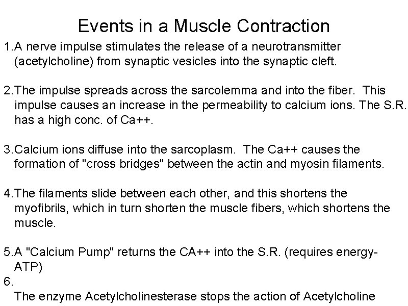 Events in a Muscle Contraction 1. A nerve impulse stimulates the release of a
