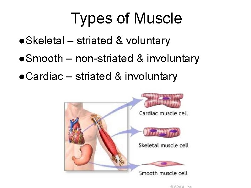 Types of Muscle ●Skeletal – striated & voluntary ●Smooth – non-striated & involuntary ●Cardiac