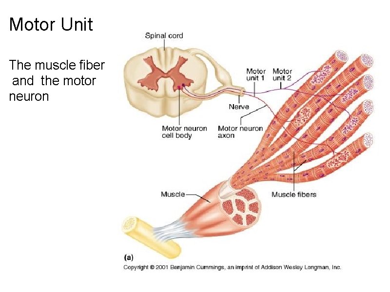 Motor Unit The muscle fiber and the motor neuron 