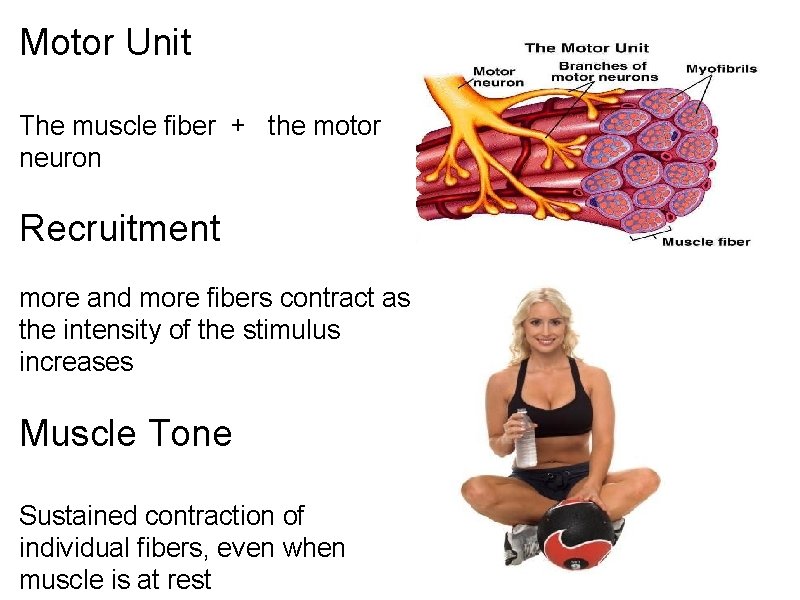 Motor Unit The muscle fiber + the motor neuron Recruitment more and more fibers