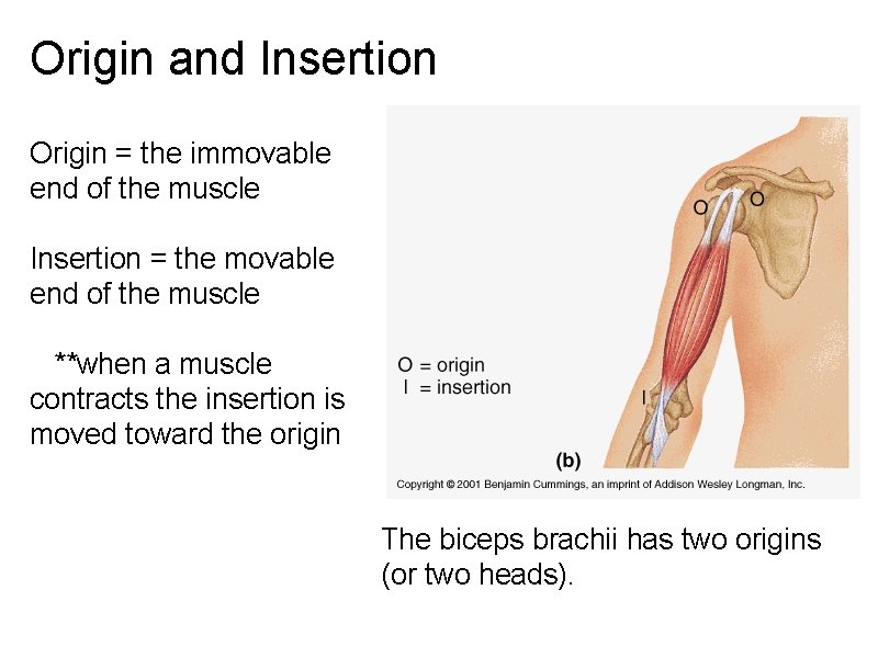 Origin and Insertion Origin = the immovable end of the muscle Insertion = the