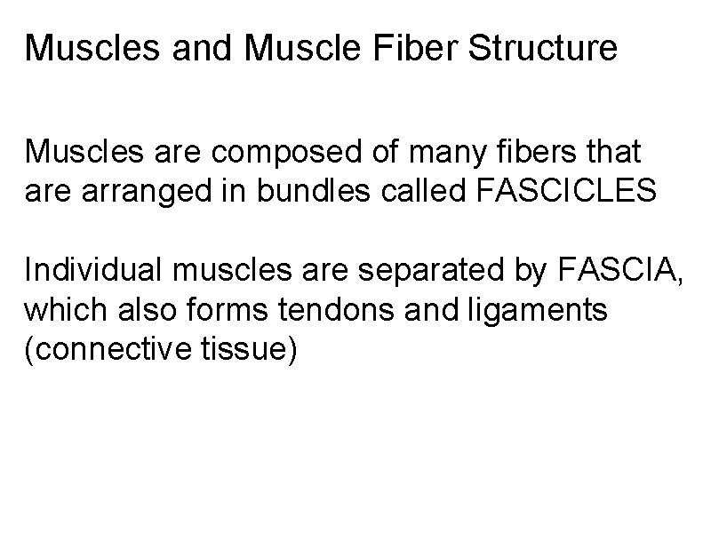 Muscles and Muscle Fiber Structure Muscles are composed of many fibers that are arranged