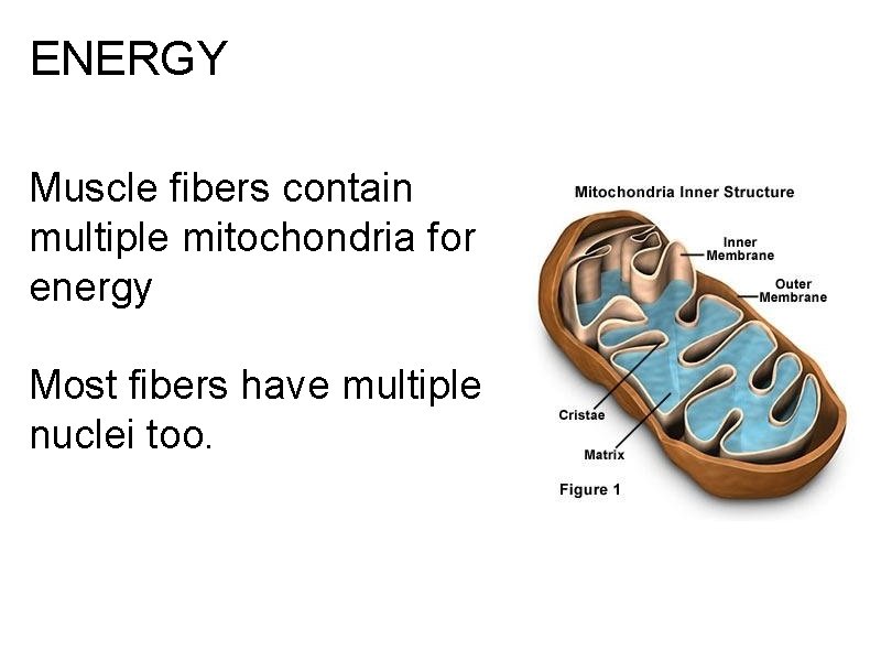 ENERGY Muscle fibers contain multiple mitochondria for energy Most fibers have multiple nuclei too.
