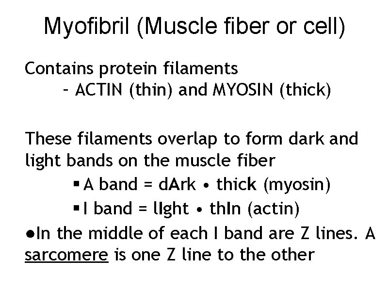 Myofibril (Muscle fiber or cell) Contains protein filaments – ACTIN (thin) and MYOSIN (thick)