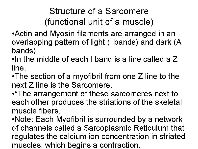 Structure of a Sarcomere (functional unit of a muscle) • Actin and Myosin filaments