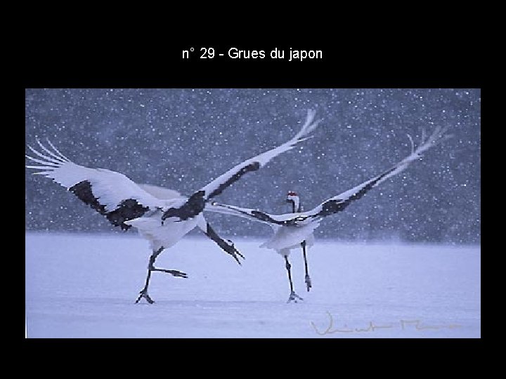 n° 29 - Grues du japon n° 29 - Grues du japon