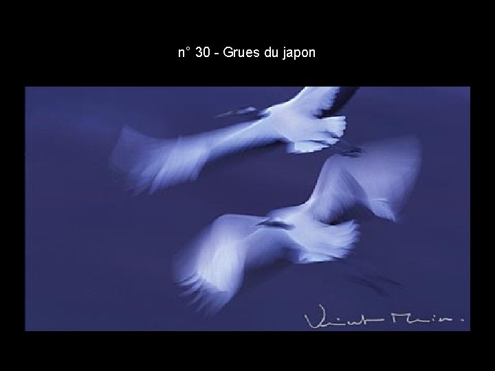 n° 30 - Grues du japon n° 30 - Grues du japon