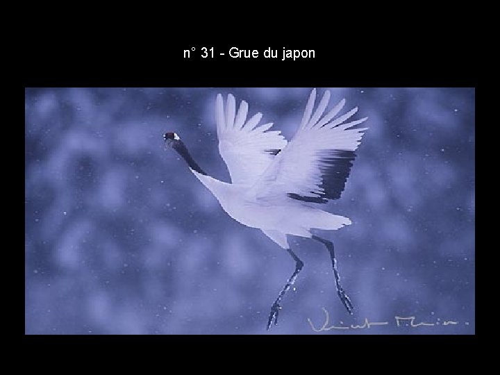 n° 31 - Grue du japon n° 31 - Grue du japon