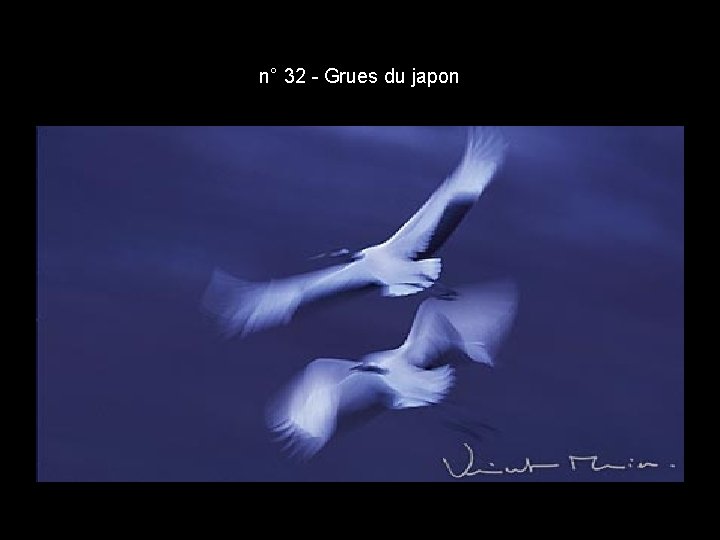 n° 32 - Grues du japon n° 32 - Grues du japon
