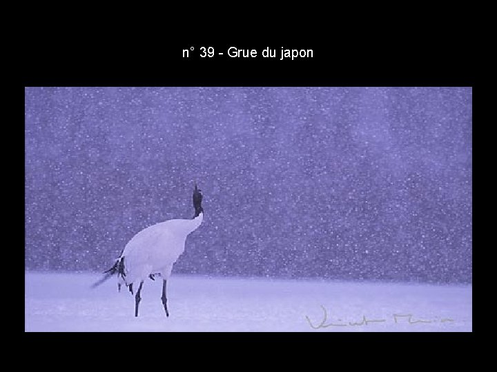 n° 39 - Grue du japon n° 39 - Grue du japon