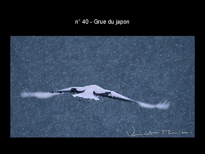 n° 40 - Grue du japon n° 40 - Grue du japon