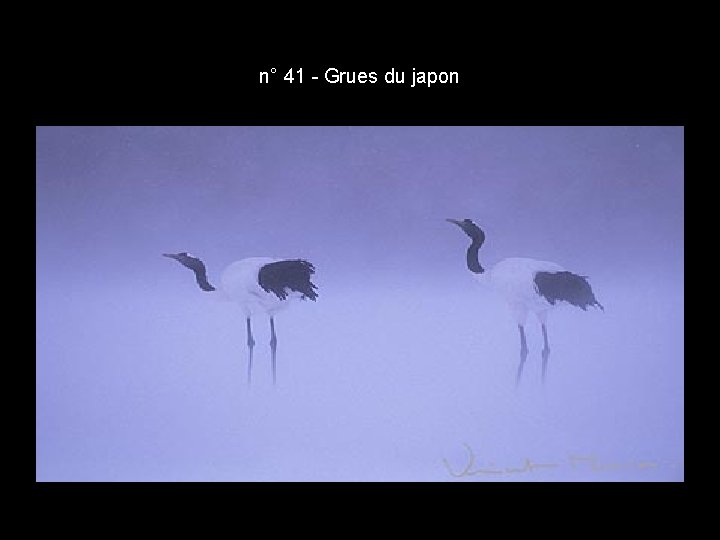 n° 41 - Grues du japon n° 41 - Grues du japon