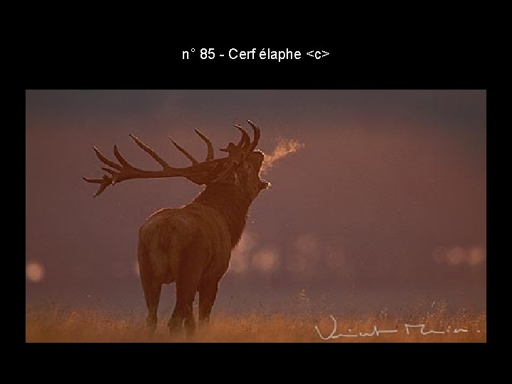 n° 85 - Cerf élaphe <c> n° 85 - Cerf élaphe <c>