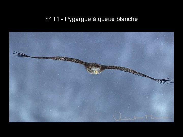 n° 11 - Pygargue à queue blanche n° 11 - Pygargue à queue blanche