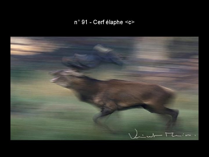 n° 91 - Cerf élaphe <c> n° 91 - Cerf élaphe <c>