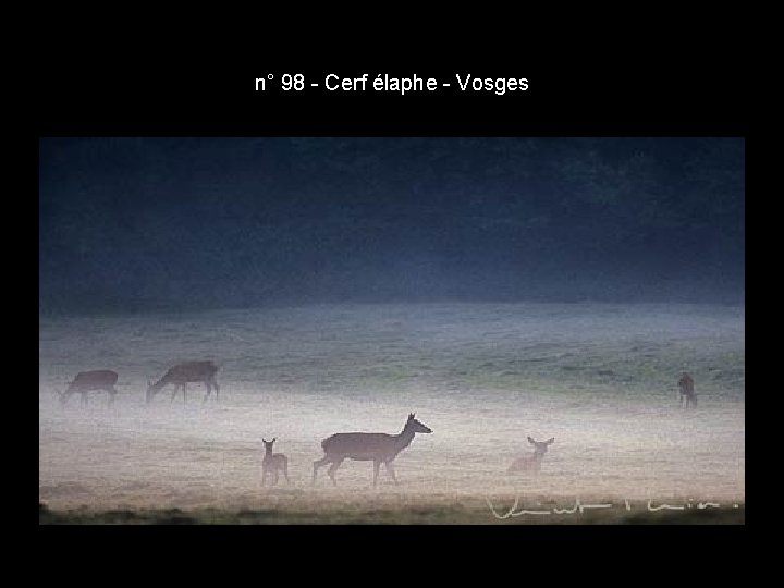 n° 98 - Cerf élaphe - Vosges n° 98 - Cerf élaphe - Vosges