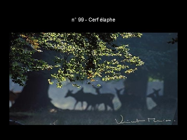 n° 99 - Cerf élaphe n° 99 - Cerf élaphe