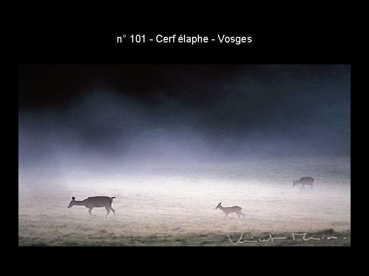 n° 101 - Cerf élaphe - Vosges n° 101 - Cerf élaphe - Vosges