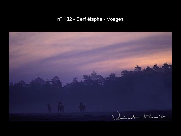 n° 102 - Cerf élaphe - Vosges n° 102 - Cerf élaphe - Vosges