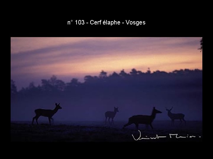 n° 103 - Cerf élaphe - Vosges n° 103 - Cerf élaphe - Vosges