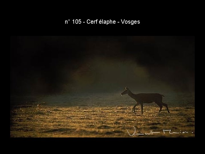 n° 105 - Cerf élaphe - Vosges n° 105 - Cerf élaphe - Vosges