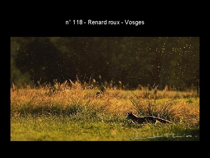 n° 118 - Renard roux - Vosges n° 118 - Renard roux - Vosges