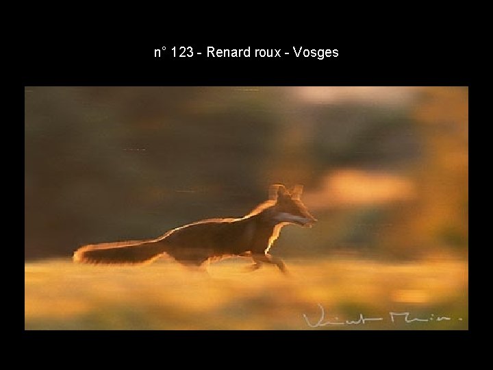 n° 123 - Renard roux - Vosges n° 123 - Renard roux - Vosges