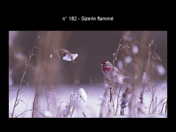 n° 182 - Sizerin flammé n° 182 - Sizerin flammé