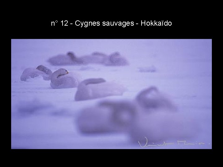 n° 12 - Cygnes sauvages - Hokkaïdo n° 12 - Cygnes sauvages - Hokkaïdo