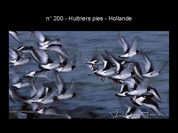 n° 200 - Huitriers pies - Hollande n° 200 - Huitriers pies - Hollande