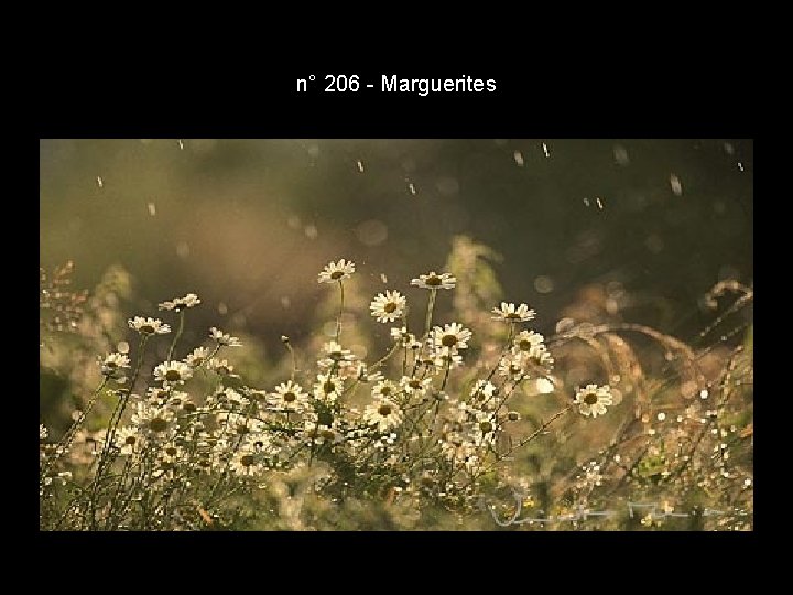 n° 206 - Marguerites n° 206 - Marguerites