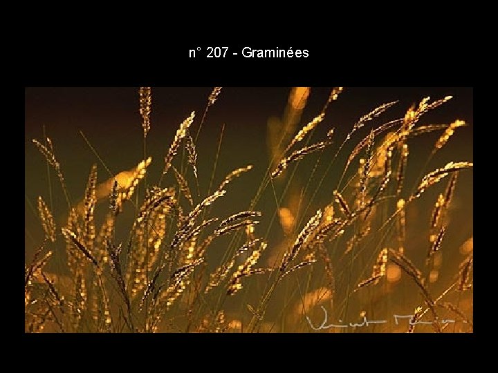 n° 207 - Graminées n° 207 - Graminées