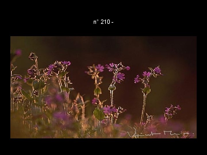 n° 210 - n° 210 -