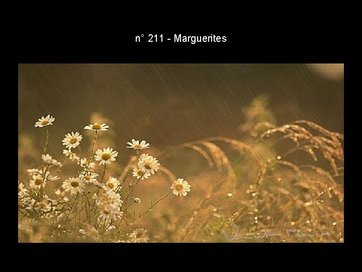 n° 211 - Marguerites n° 211 - Marguerites