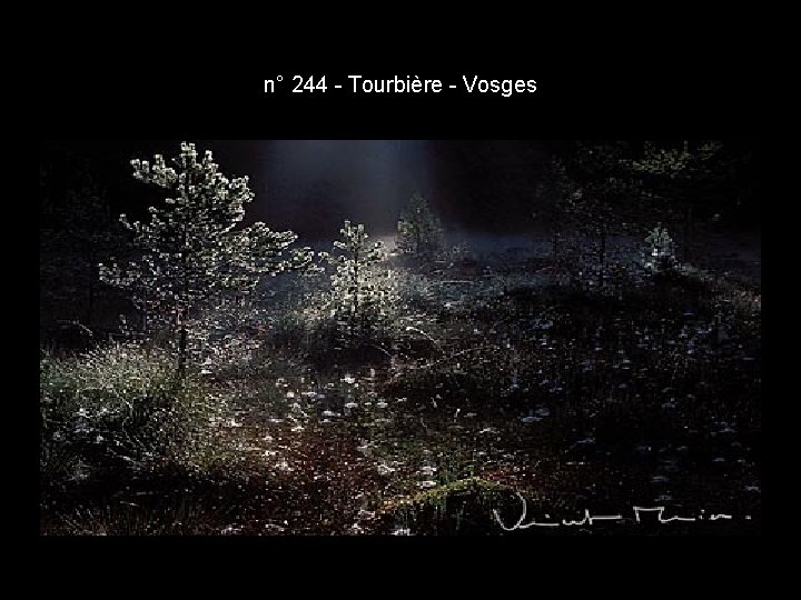 n° 244 - Tourbière - Vosges n° 244 - Tourbière - Vosges