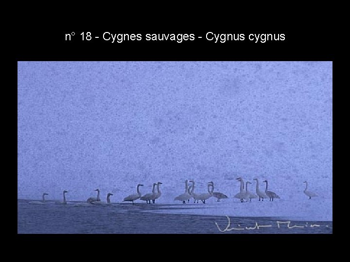 n° 18 - Cygnes sauvages - Cygnus cygnus n° 18 - Cygnes sauvages - Cygnus cygnus