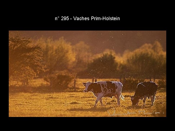 n° 295 - Vaches Prim-Holstein n° 295 - Vaches Prim-Holstein