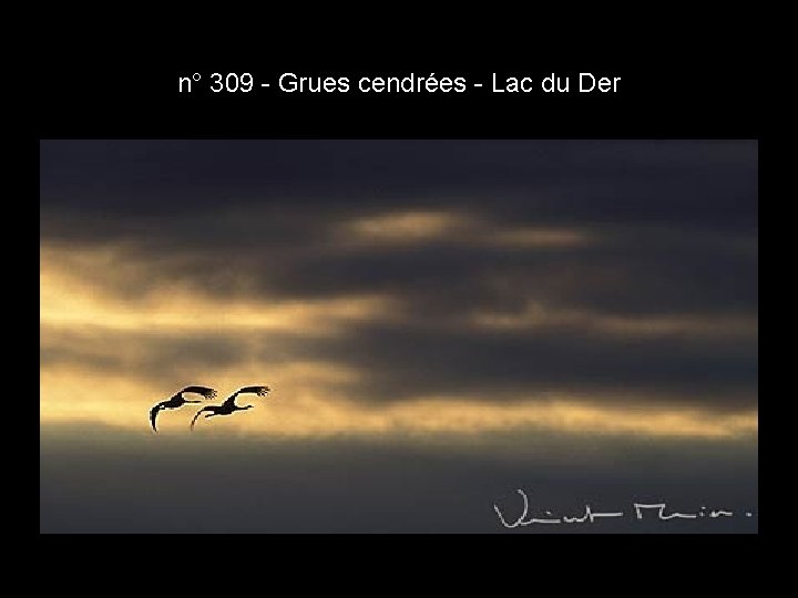 n° 309 - Grues cendrées - Lac du Der n° 309 - Grues cendrées - Lac du Der