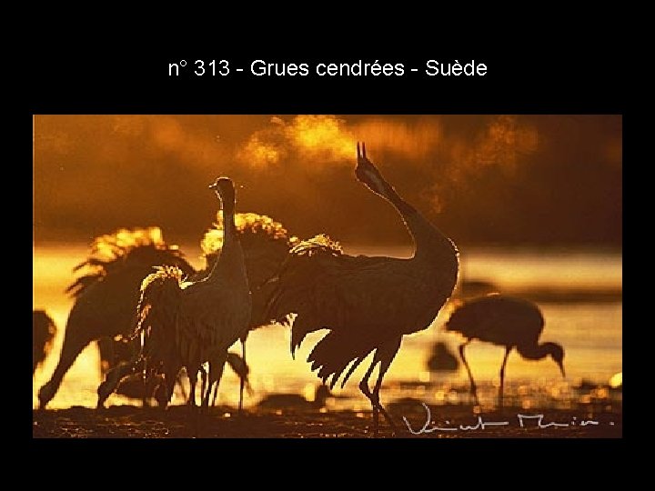 n° 313 - Grues cendrées - Suède n° 313 - Grues cendrées - Suède