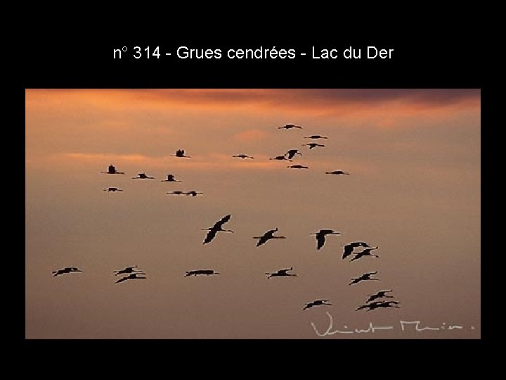 n° 314 - Grues cendrées - Lac du Der n° 314 - Grues cendrées - Lac du Der