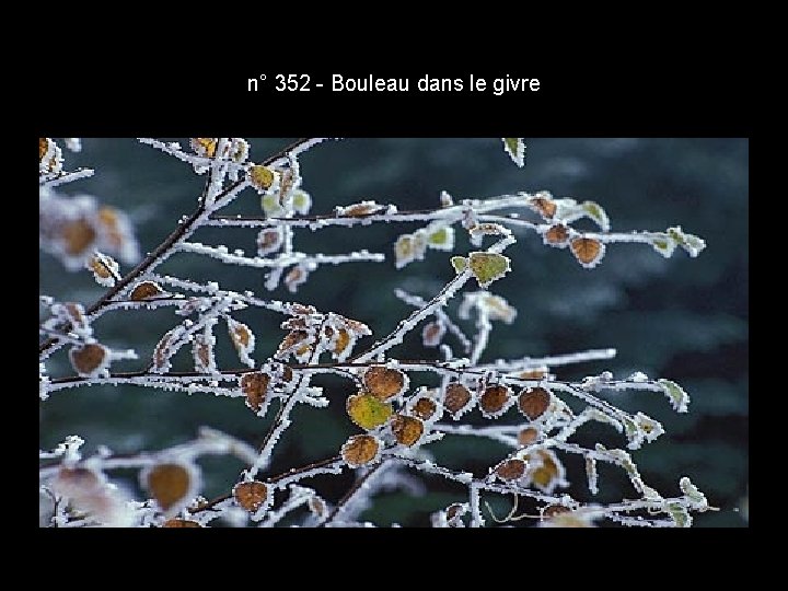 n° 352 - Bouleau dans le givre n° 352 - Bouleau dans le givre