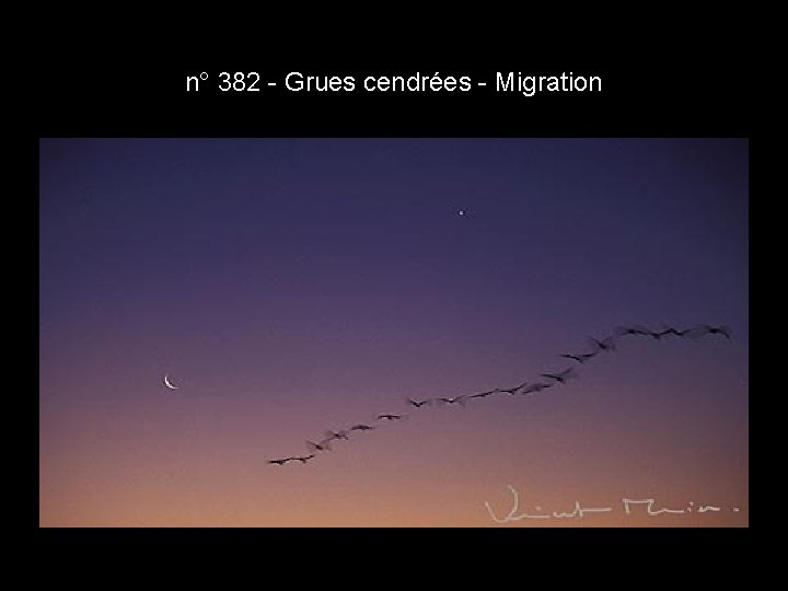 n° 382 - Grues cendrées - Migration n° 382 - Grues cendrées - Migration