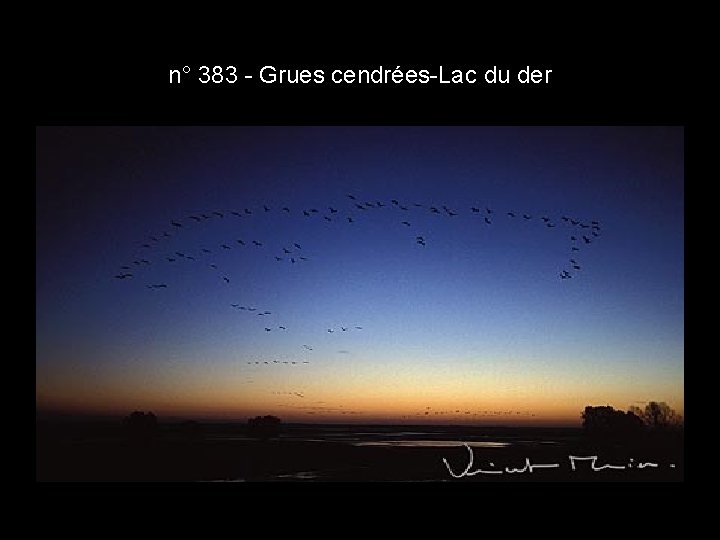 n° 383 - Grues cendrées-Lac du der n° 383 - Grues cendrées-Lac du der