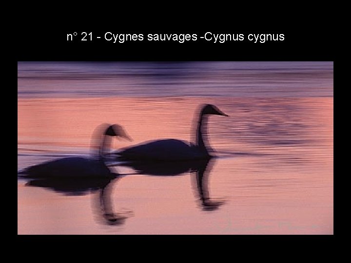 n° 21 - Cygnes sauvages -Cygnus cygnus n° 21 - Cygnes sauvages -Cygnus cygnus