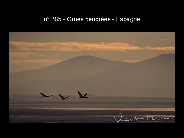 n° 385 - Grues cendrées - Espagne n° 385 - Grues cendrées - Espagne