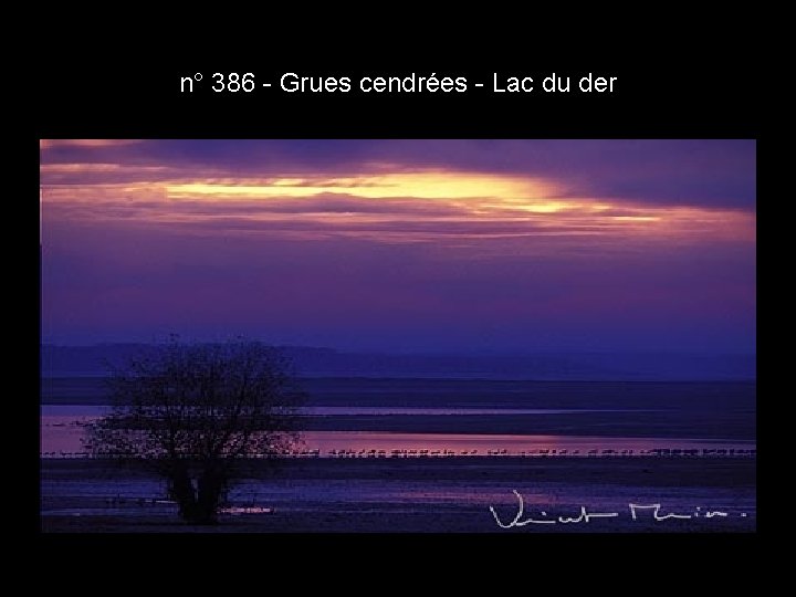 n° 386 - Grues cendrées - Lac du der n° 386 - Grues cendrées - Lac du der
