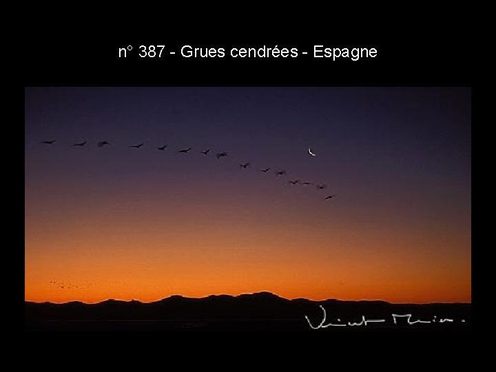 n° 387 - Grues cendrées - Espagne n° 387 - Grues cendrées - Espagne